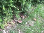 IMG_0295.JPG