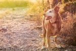 Dogs-0461.jpg