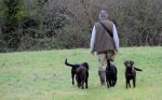 four dogs 5.jpg