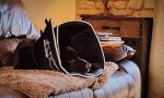benson post neuter (2).jpg