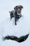 Dogs in snow-2081.jpg