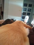 IMG_20200328_080526342.jpg