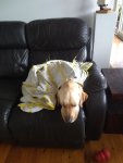 IMG_20200420_124455054.jpg