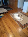 IMG_20200522_162623903.jpg