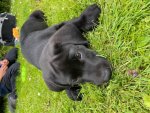 Cola 9 weeks - Sarah's garden.jpg