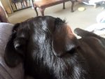 SAM_0393.JPG