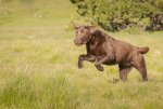 Dogs action-6555.jpg