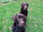 IMG_20201030_152636132.jpg