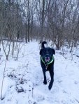 shamas dogpark.jpg