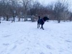 shamasdogprk.jpg
