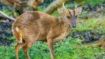 muntjac_deer-wtml-00043-john-bridges.jpg