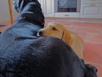 Poppy Puppy May 2012.JPG