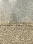 IMG_1126.jpg