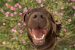 Dogs-7616-edit714.jpg