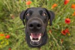 Dogs-7496-edit713.jpg