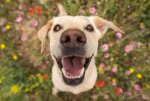 Dogs-7637-edit712.jpg