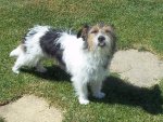 Miss Millie and Sam 005.JPG