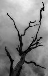The Lightning Tree.jpg