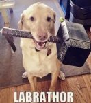 labrathor.jpeg