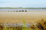 Lake_Bumbunga_near_Lochiel,_South_Australia,_with_its_quirky_'Loch_Eel'_sculpture.jpg