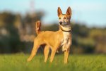 Laika-03.jpg
