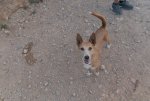Laika-0519.jpg