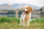 Bella 04.jpg