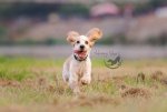 Bella-1566-edit840.jpg