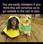 1631247693115.png