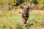 Dexter-4419-edit1073.jpg