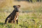 Dexter-5334-edit1164.jpg