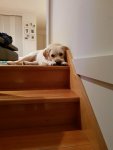 20180412_200337_resized.jpg