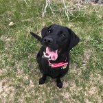 Tongue.jpg