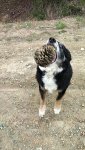 BESS AND HER FIR CONE.jpg