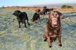 The gang frosty morning.jpg