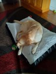 Maxx New Bed.jpg