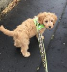 DE0D017F-968F-40A6-8552-0D382C67C1C7.jpeg DE0D017F-968F-40A6-8552-0D382C67C1C7.jpeg