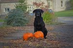 bramble and her gorgeous pumpkins.jpg
