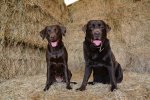 BENSON AND OTTER.jpg