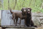 OTTER and BENSON badm1z.jpg