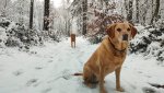Snow March 2023.JPG