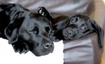 IMG_6817.jpeg
