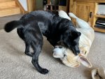 IMG_1377.jpeg