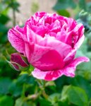 IMG20230609084421.jpg IMG20230609084421.jpg