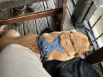 IMG_4452.jpeg
