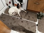 IMG_9377.jpeg