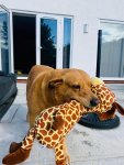 IMG_1778.jpeg