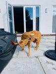 IMG_1779.jpeg