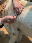 IMG_2347.jpeg