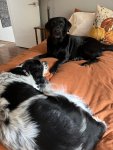 IMG_1868.jpeg